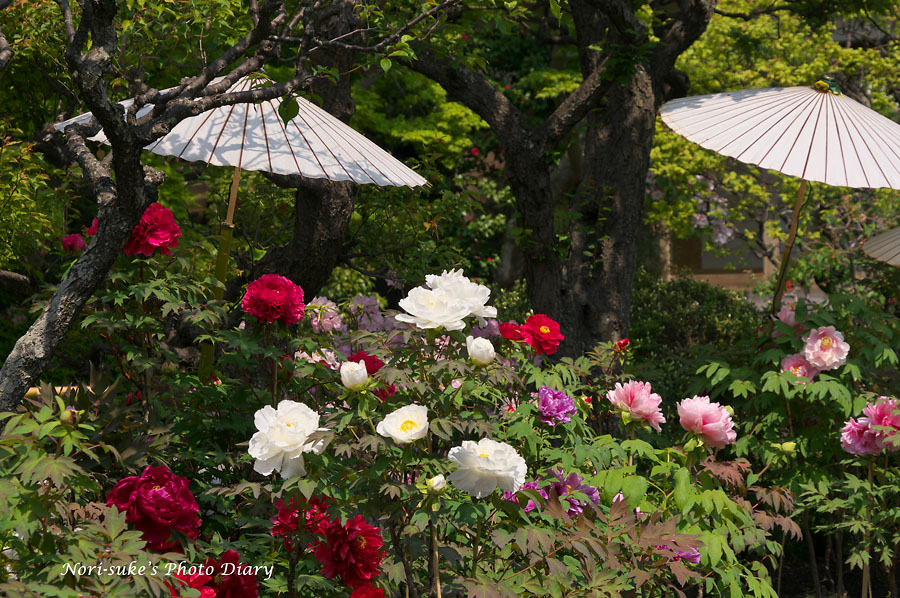 長谷寺の牡丹とツツジと藤 Nori Sukeの写真散歩