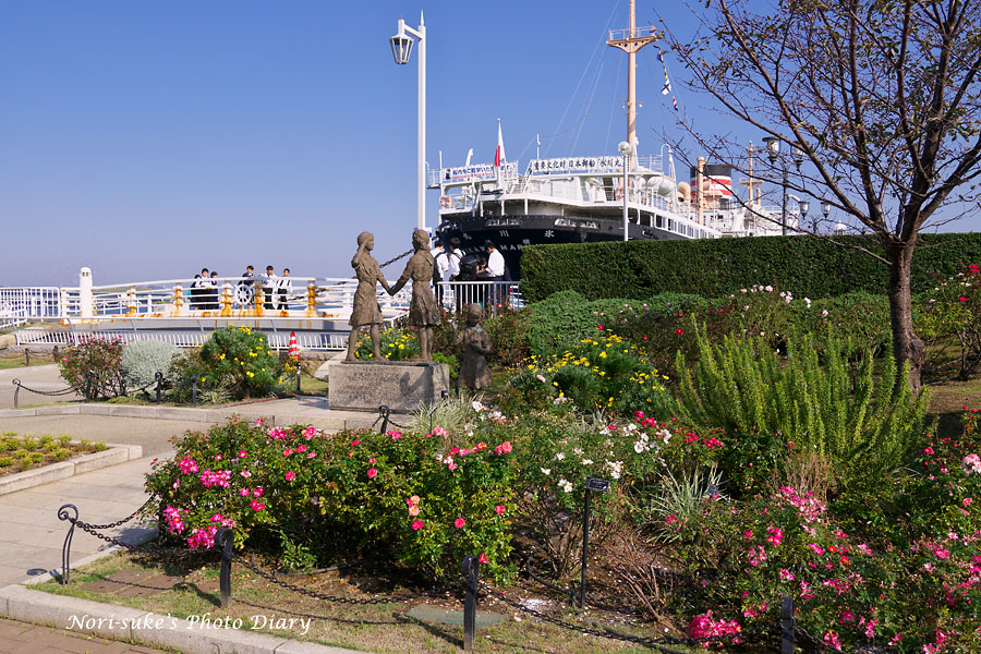 横浜 山下公園の秋バラ 19 Nori Sukeの写真散歩 横浜 山下公園の秋バラ 19 Nori Sukeの写真散歩