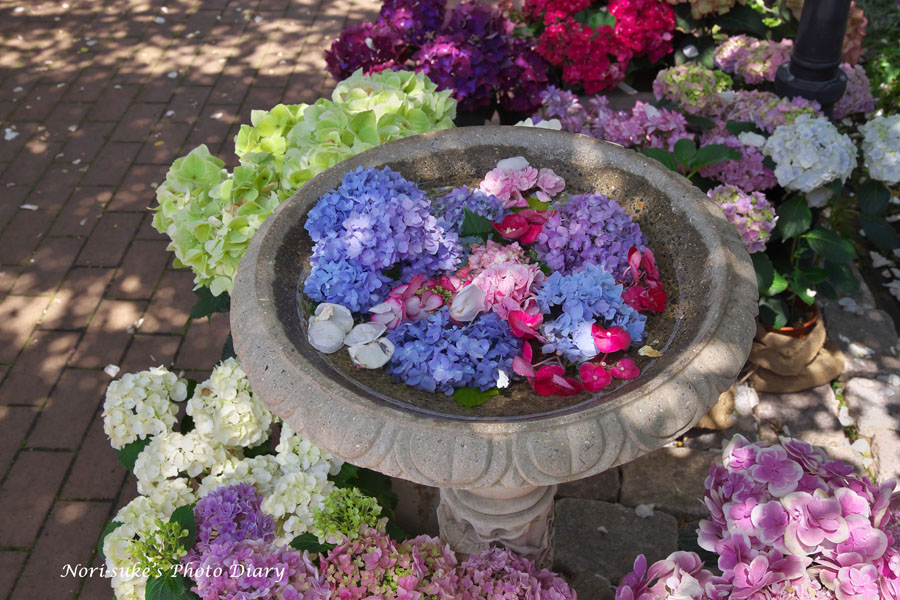 横浜イングリッシュガーデンの紫陽花 バラ 22 Nori Sukeの写真散歩