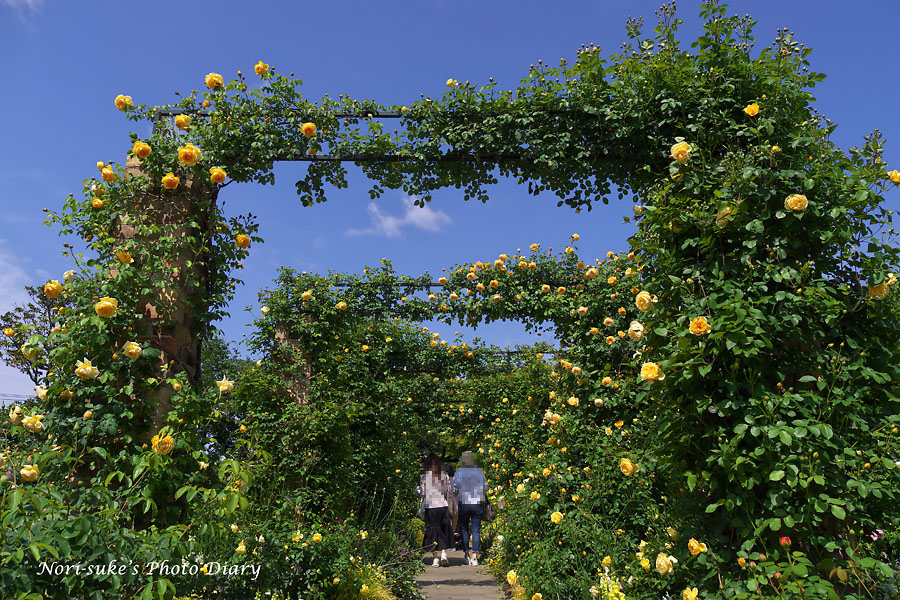 横浜 港の見える丘公園の春バラ 22 続報 Nori Sukeの写真散歩