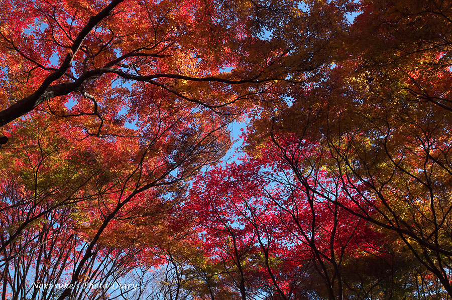 北の丸公園の紅葉 Nori Sukeの写真散歩