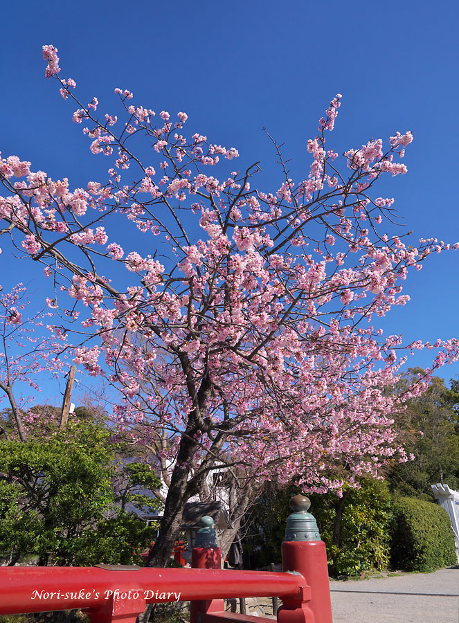 鎌倉 鶴岡八幡宮の寒桜と春ぼたん Nori Sukeの写真散歩