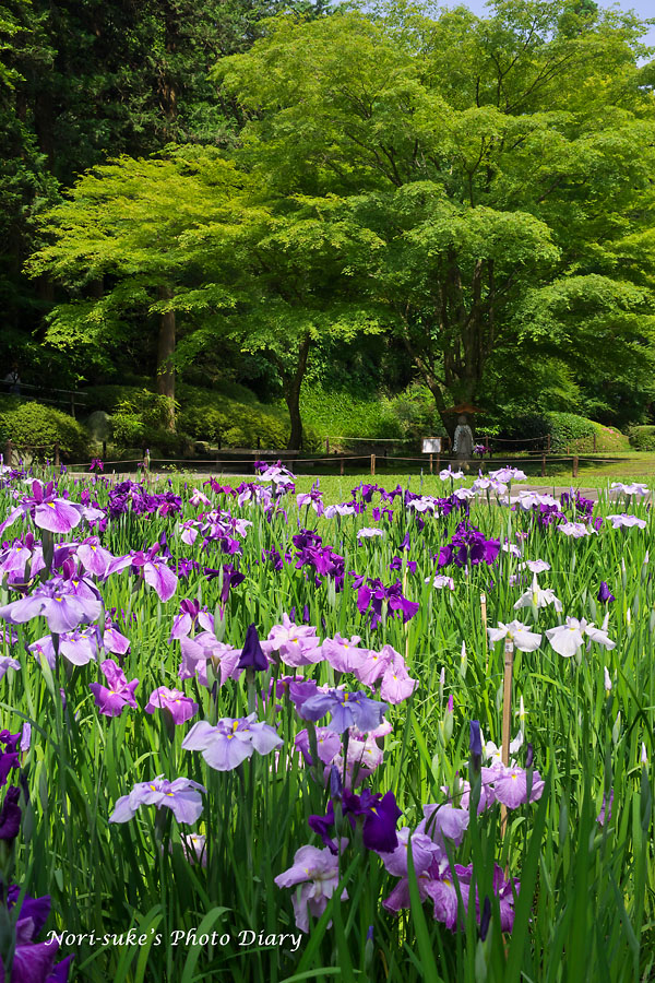 北鎌倉 明月院の花菖蒲と紫陽花 16 1 Nori Sukeの写真散歩