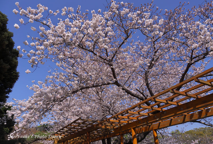 鎌倉 鶴岡八幡宮 段葛の桜 21 Nori Sukeの写真散歩 鎌倉 鶴岡八幡宮 段葛の桜 21 Nori Sukeの写真散歩
