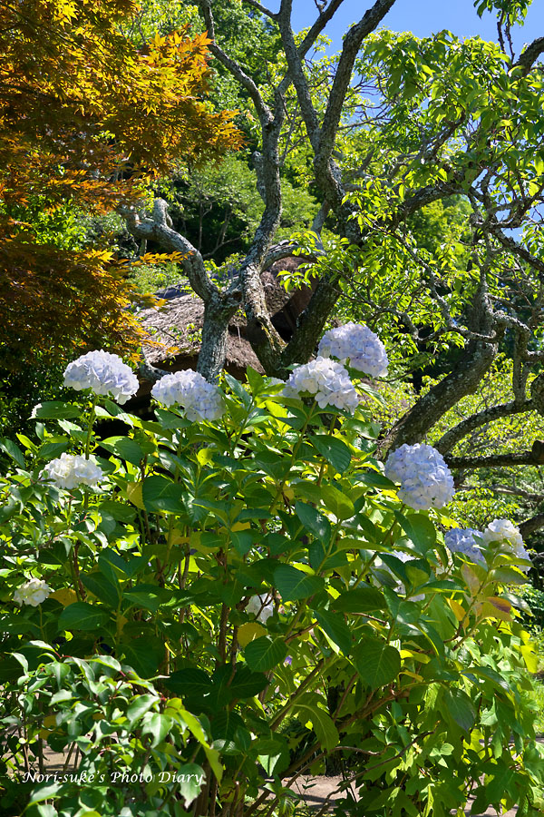 北鎌倉 東慶寺の紫陽花 18 続報 Nori Sukeの写真散歩