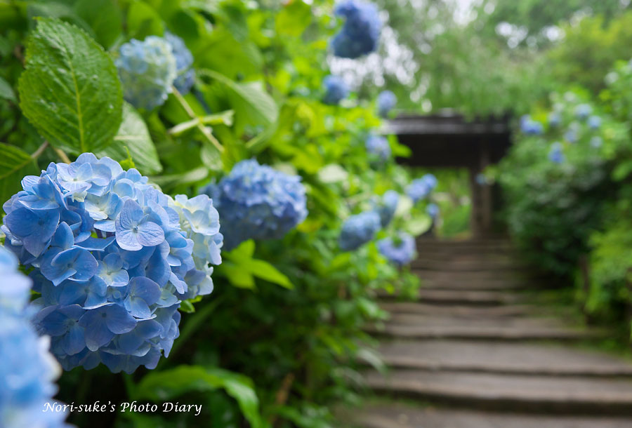 鎌倉 雨の明月院 紫陽花が見頃 Nori Sukeの写真散歩