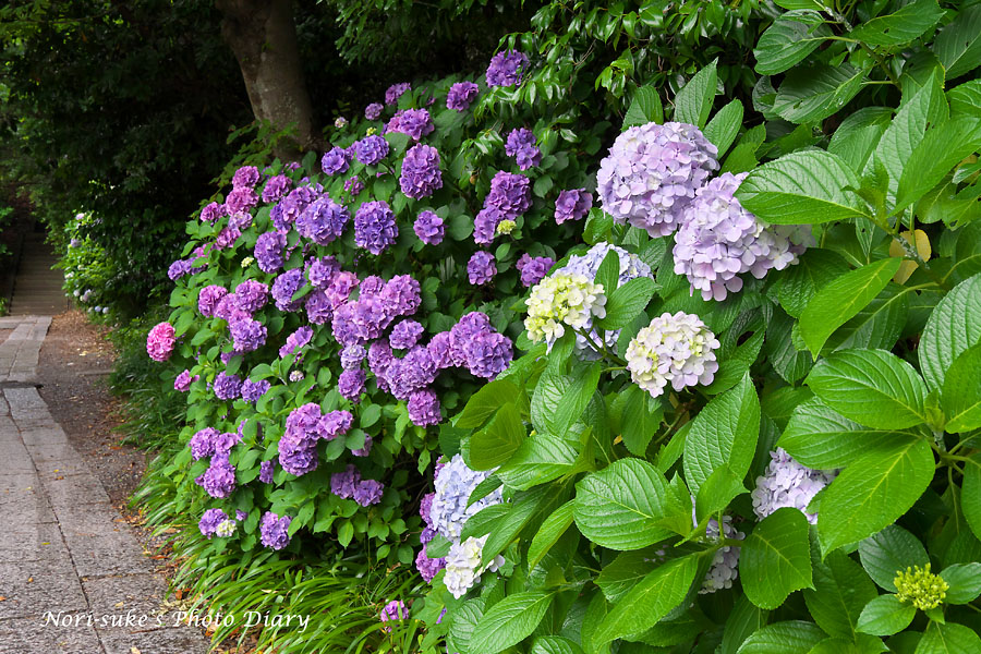 鎌倉 妙本寺 雨の紫陽花 18 Nori Sukeの写真散歩 鎌倉 妙本寺 雨の紫陽花 18 Nori Sukeの写真散歩