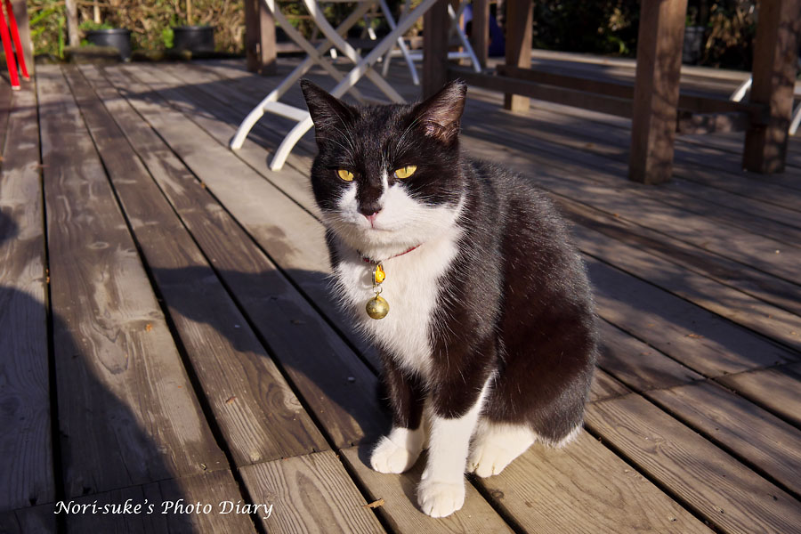 北鎌倉 明月院の蝋梅と猫 18 Nori Sukeの写真散歩