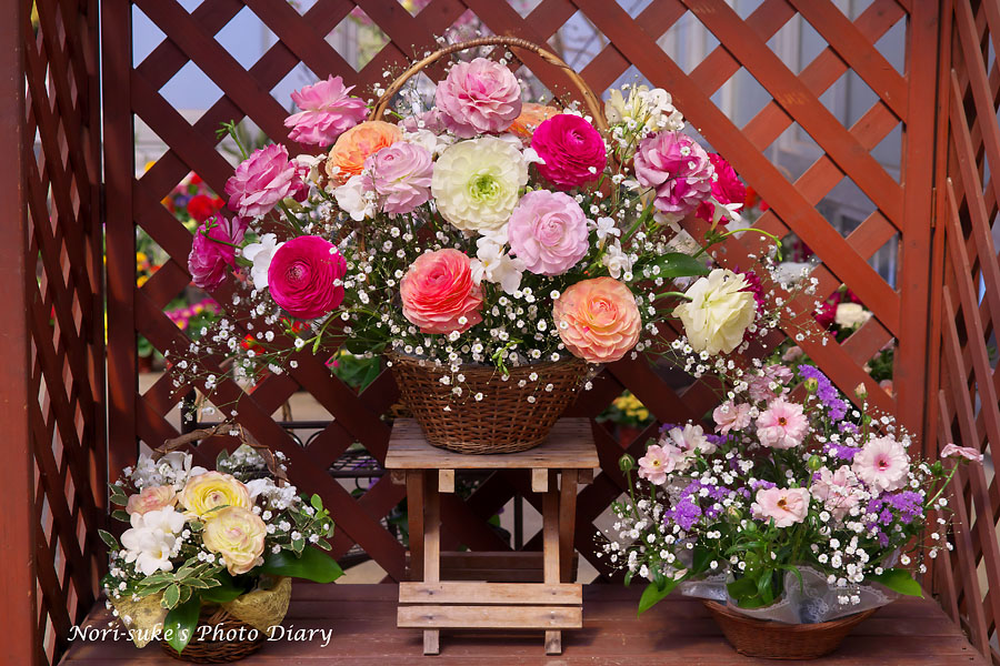 鎌倉 大船フラワーセンター ラナンキュラス展と春の花 17 Nori Sukeの写真散歩 鎌倉 大船フラワーセンター ラナンキュラス展と春の花 17 Nori Sukeの写真散歩