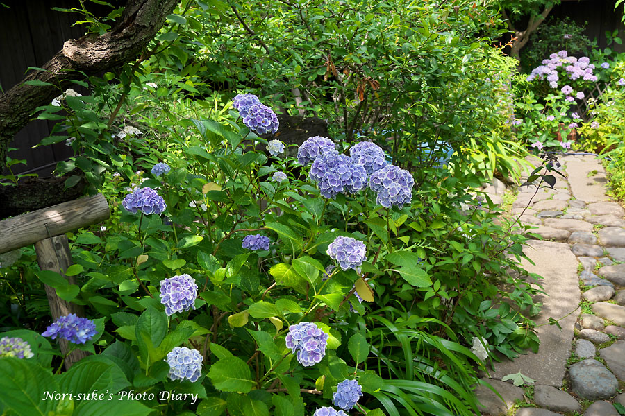 北鎌倉古民家ミュージアムと東慶寺の紫陽花 Nori Sukeの写真散歩