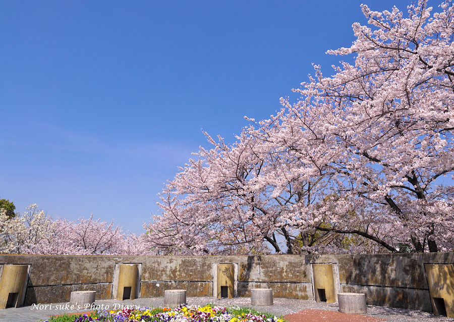 横浜 港の見える丘公園と山下公園の桜 Nori Sukeの写真散歩 横浜 港の見える丘公園と山下公園の桜 Nori Sukeの写真散歩