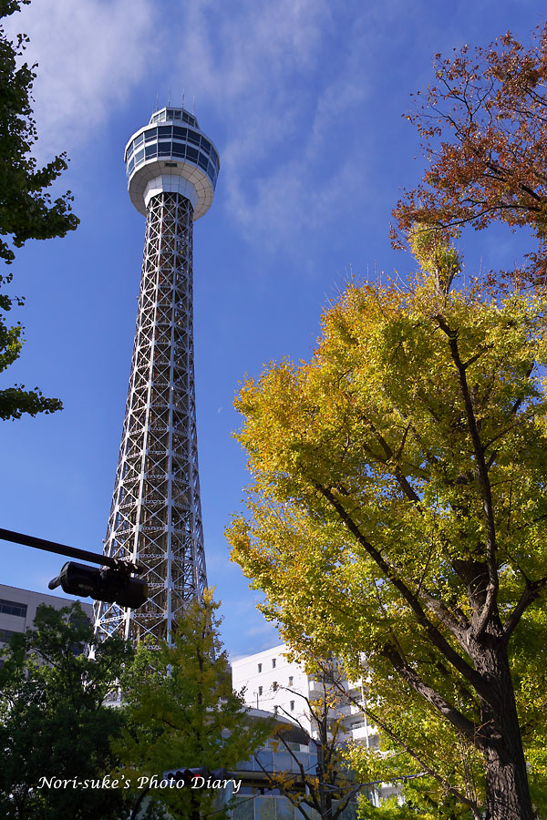 横浜 山下公園通りの銀杏 17 続報 Nori Sukeの写真散歩 横浜 山下公園通りの銀杏 17 続報 Nori Sukeの写真散歩
