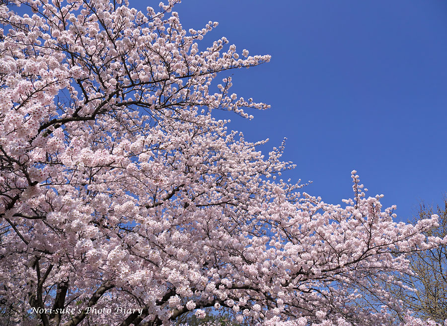 ゆらゆら 揺れる 桜 キーリング その中にすっぽり入ったミニ