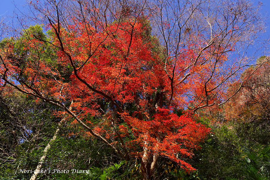 鎌倉・瑞泉寺 名残の紅葉 2017 Norisukeの写真散歩