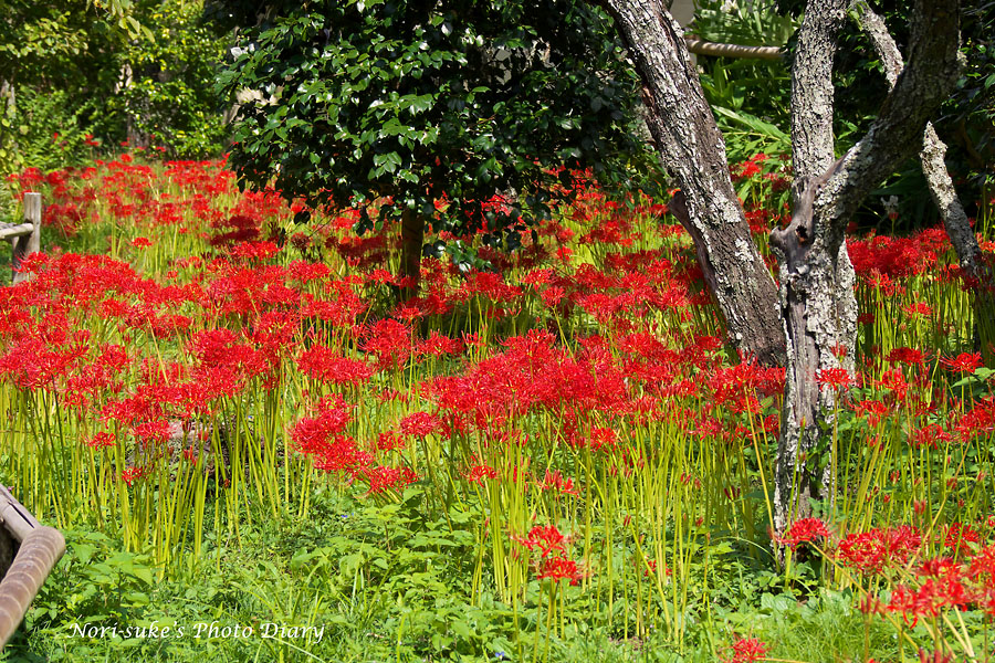 鎌倉 英勝寺の彼岸花 17 見頃です Nori Sukeの写真散歩