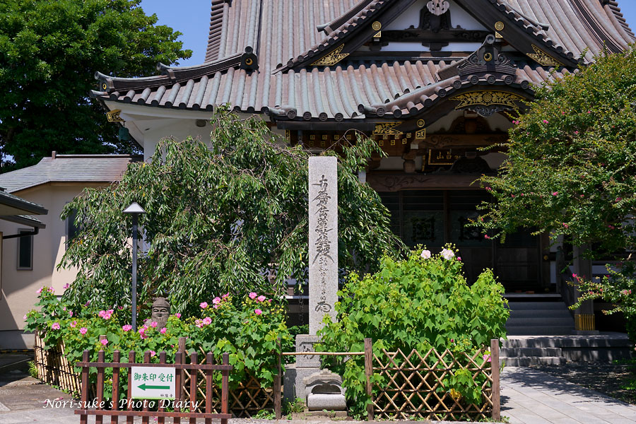 鎌倉・妙隆寺の芙蓉、本覚寺の蓮 2019 Norisukeの写真散歩