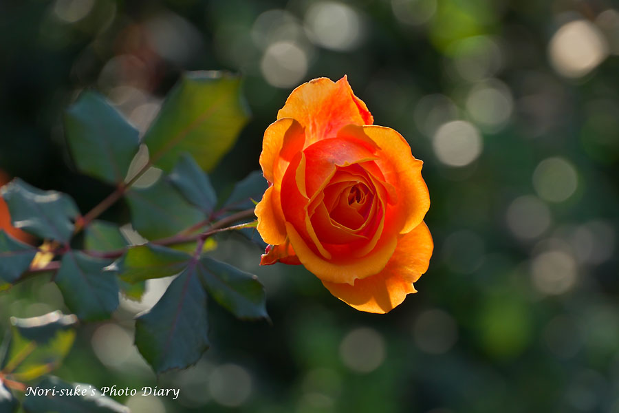 横浜イングリッシュガーデンの秋バラとコスモス Nori Sukeの写真散歩