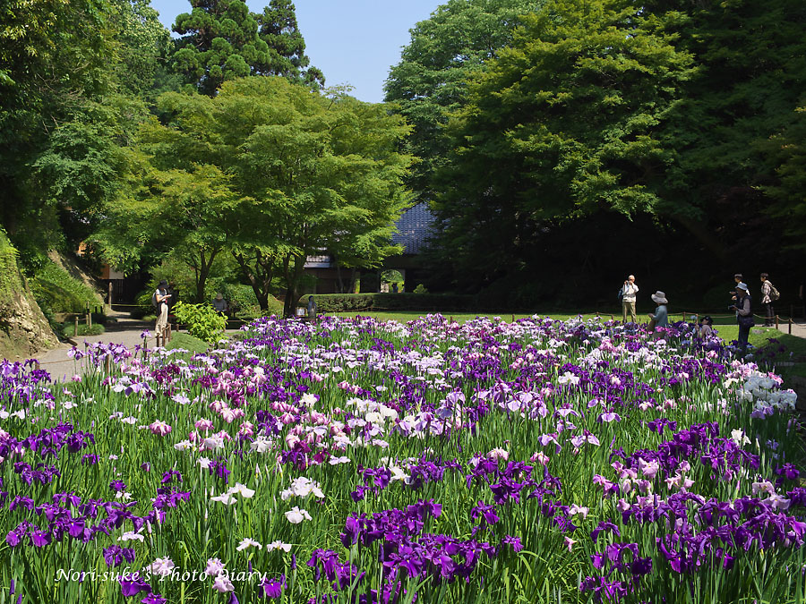 北鎌倉 明月院の花菖蒲と紫陽花 Nori Sukeの写真散歩