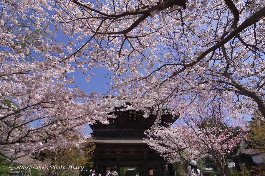 北鎌倉 建長寺の桜 18 Nori Sukeの写真散歩 北鎌倉 建長寺の桜 18 Nori Sukeの写真散歩