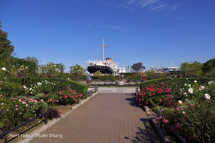 横浜 山下公園の秋バラ Nori Sukeの写真散歩 横浜 山下公園の秋バラ Nori Sukeの写真散歩