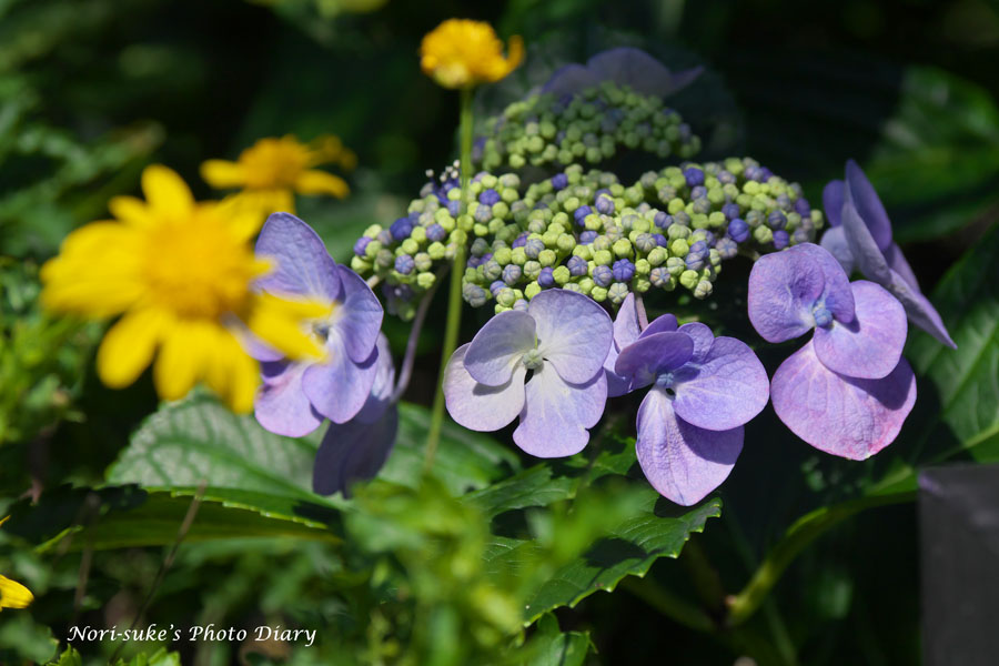 鎌倉・長谷寺の紫陽花 2025 : Nori-sukeの写真散歩