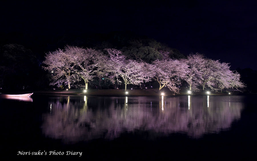 横浜・三渓園の夜桜 ライトアップ 2023 : Nori-sukeの写真散歩