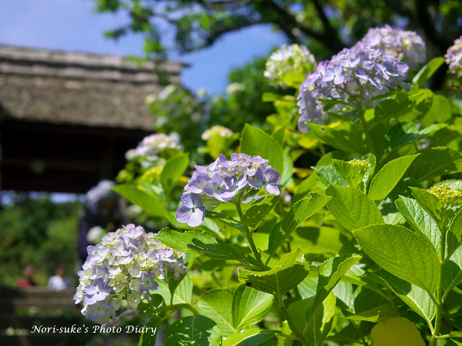北鎌倉 東慶寺の紫陽花 16 Nori Sukeの写真散歩 北鎌倉 東慶寺の紫陽花 16 Nori Sukeの写真散歩