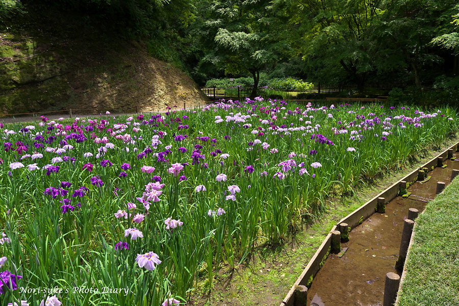 北鎌倉 明月院の紫陽花 花菖蒲 Nori Sukeの写真散歩