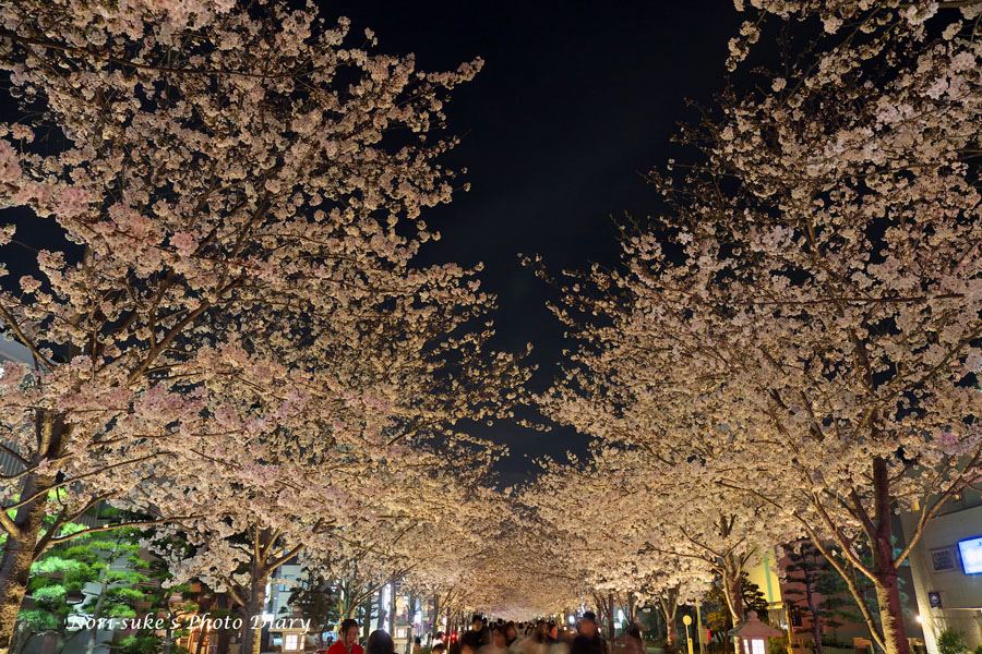 鎌倉・段葛の夜桜 2024 : Nori-sukeの写真散歩