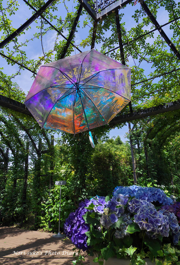 横浜イングリッシュガーデンの紫陽花 2025 : Nori-sukeの写真散歩