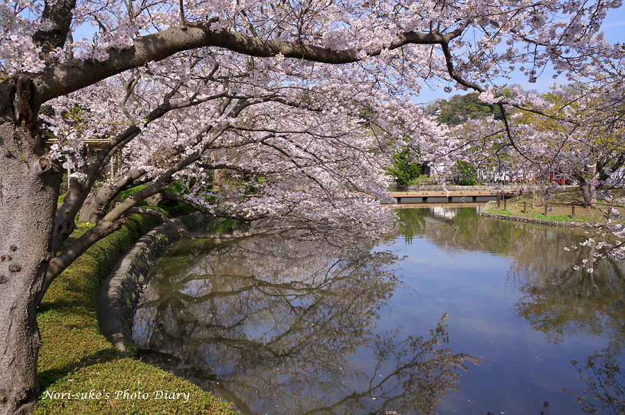 鎌倉 鶴岡八幡宮と段葛の桜 Nori Sukeの写真散歩