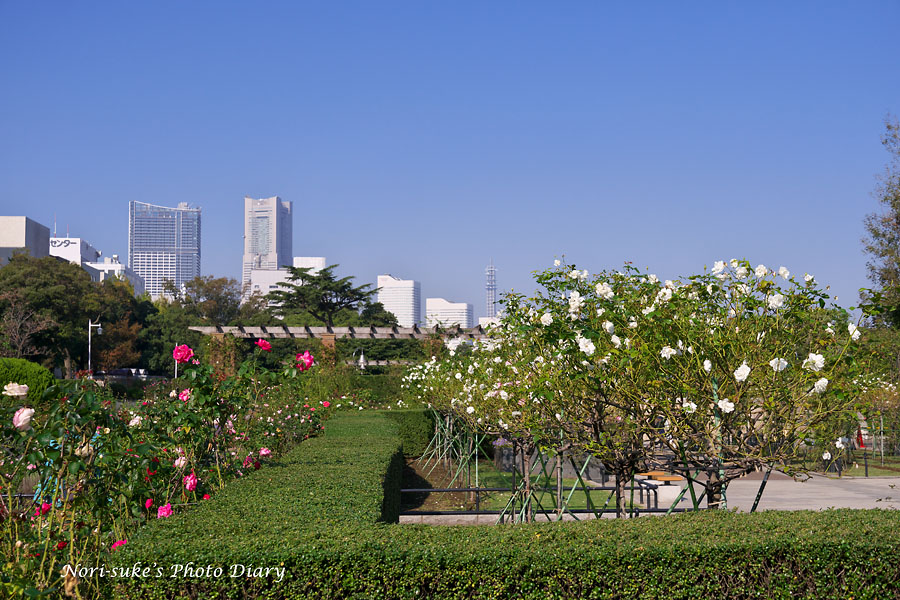 横浜 山下公園の秋バラ 19 Nori Sukeの写真散歩 横浜 山下公園の秋バラ 19 Nori Sukeの写真散歩