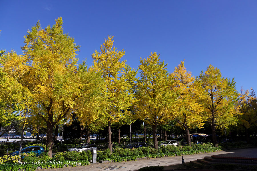 横浜 山下公園通りの銀杏 19 Nori Sukeの写真散歩