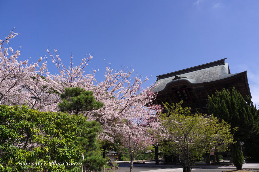 北鎌倉 建長寺の桜 21 Nori Sukeの写真散歩 北鎌倉 建長寺の桜 21 Nori Sukeの写真散歩