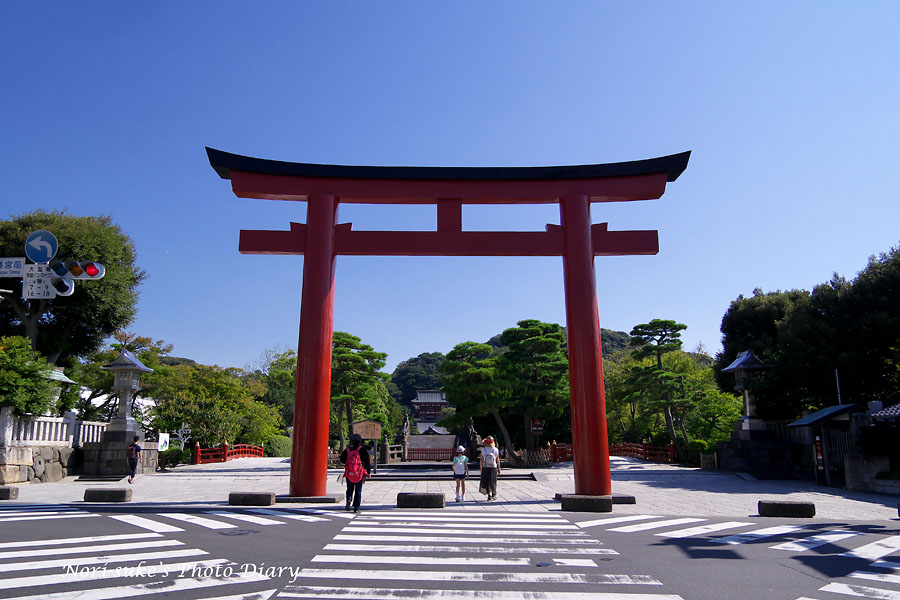 鎌倉 鶴岡八幡宮の蓮 18 Nori Sukeの写真散歩