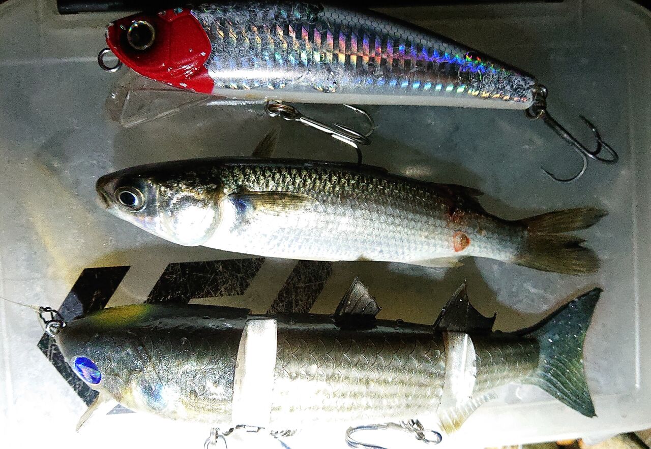 涸沼シーバス 0909 涸沼本湖 ベイトが大きくなってました 涸沼シーバス魂 のり釣行記 第2章 釣りと日常と私 涸沼シーバス 0909 涸沼本湖 ベイトが大きくなってました 涸沼シーバス魂 のり釣行記 第2章 釣りと日常と私
