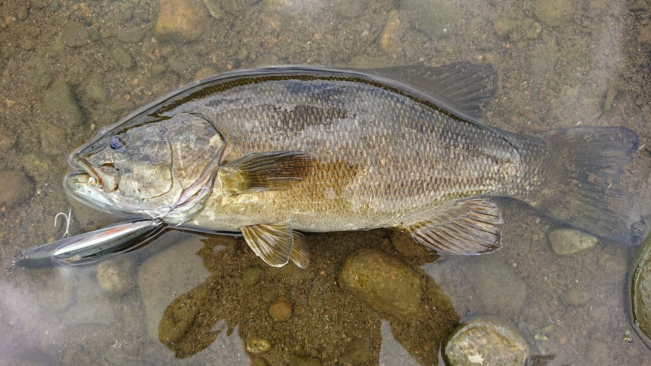 スモールマウスバス 暑いから癒しの釣りへ 涸沼シーバス魂 のり釣行記 第2章 釣りと日常と私 スモールマウスバス 暑いから癒しの釣りへ 涸沼シーバス魂 のり釣行記 第2章 釣りと日常と私