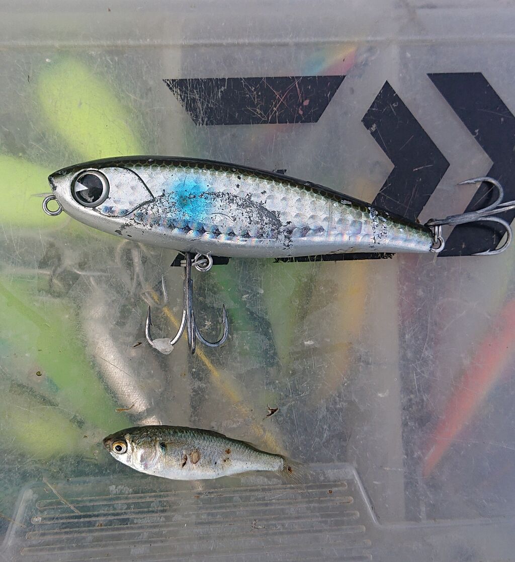 涸沼シーバス 2523 朝まず調査 ボイル無し 涸沼シーバス魂 のり釣行記 第２章 釣りと日常と私