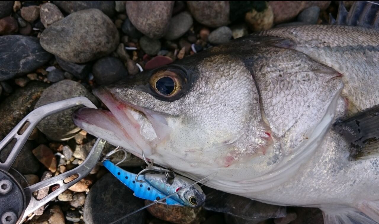 涸沼シーバス ルアー 私の定番 春編 涸沼シーバス魂 のり釣行記 第２章 釣りと日常と私