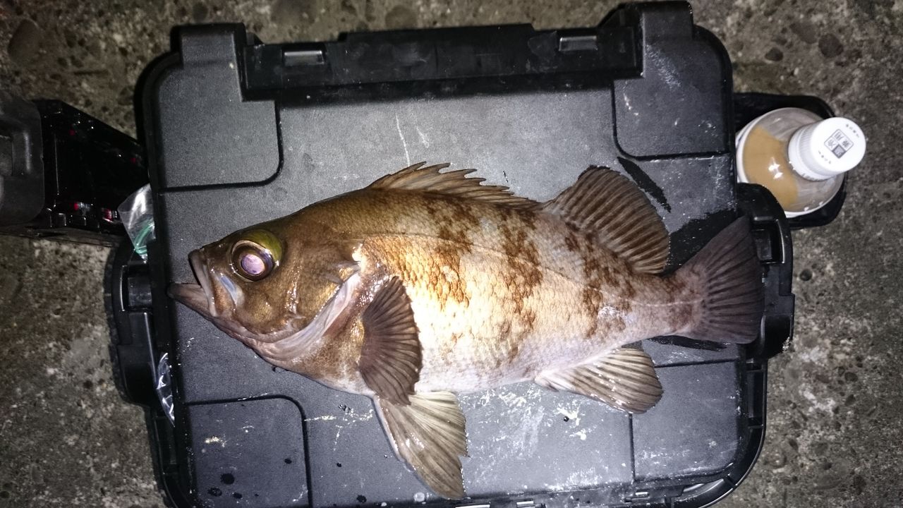 茨城メバル 久しぶりのプラッキング 涸沼シーバス魂 のり釣行記 第2章 釣りと日常と私 茨城メバル 久しぶりのプラッキング 涸沼シーバス魂 のり釣行記 第2章 釣りと日常と私