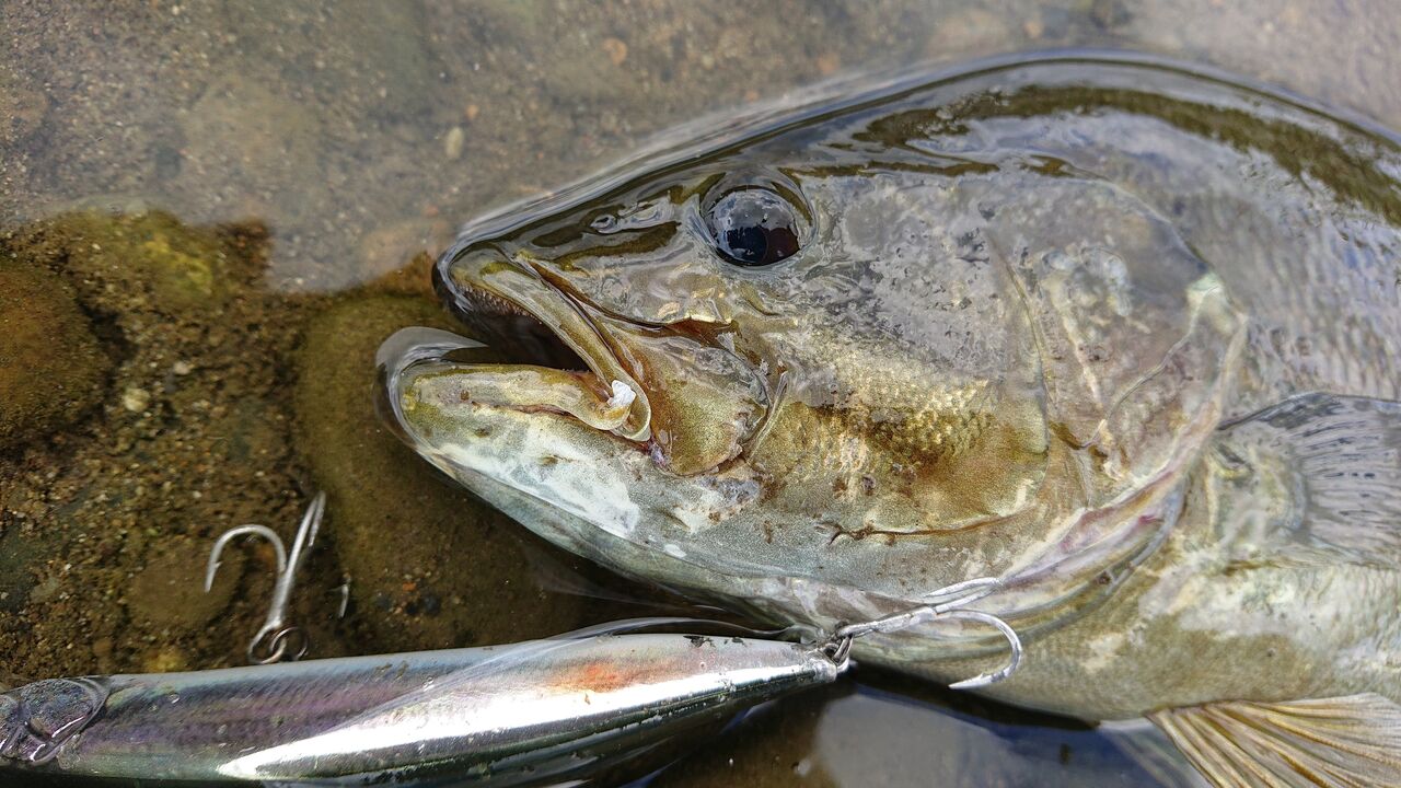 スモールマウスバス 暑いから癒しの釣りへ 涸沼シーバス魂 のり釣行記 第2章 釣りと日常と私 スモールマウスバス 暑いから癒しの釣りへ 涸沼シーバス魂 のり釣行記 第2章 釣りと日常と私