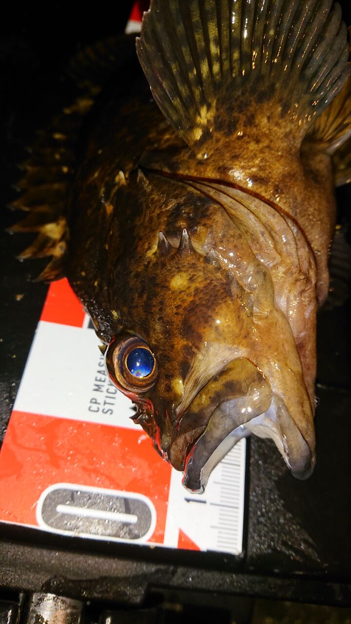 茨城メバル この魚はなんすか ムラソイ 涸沼シーバス魂 のり釣行記 第２章 釣りと日常と私