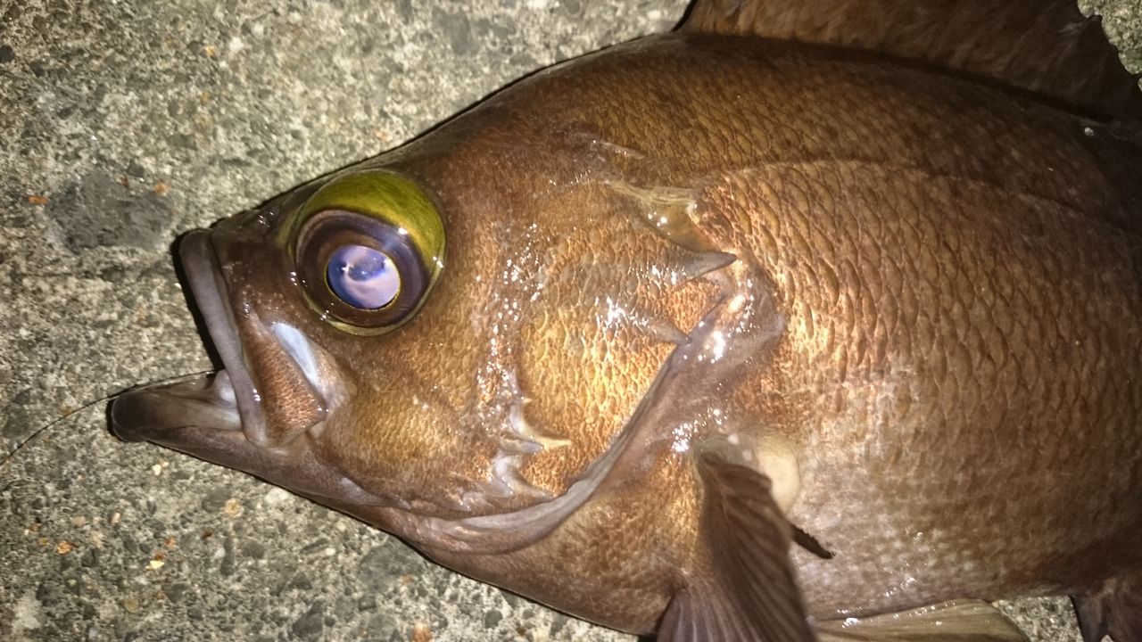 茨城メバル 尺メバルリベンジ戦 デカイのキタ 涸沼シーバス魂 のり釣行記 第２章 釣りと日常と私