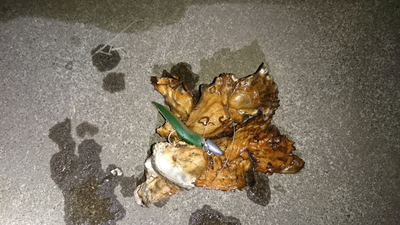 涸沼シーバス 18年3月2日 涸沼川 状況 涸沼シーバス魂 のり釣行記 第２章 釣りと日常と私