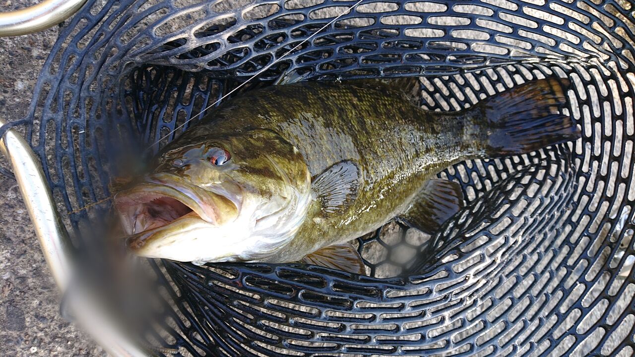 22年初バス 2305 久しぶりのバス釣り 涸沼シーバス魂 のり釣行記 第２章 釣りと日常と私