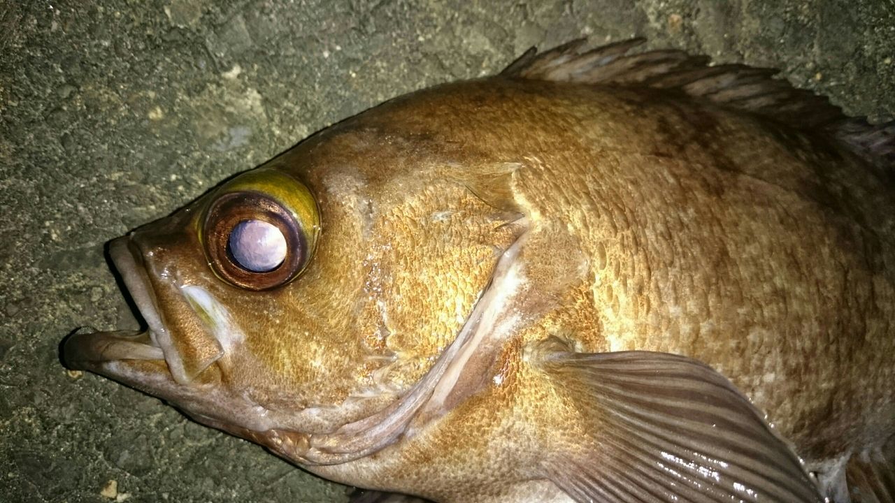 茨城 尺メバル 尺メバル降臨 余裕の尺超え 自己新記録 34cm 涸沼シーバス魂 のり釣行記 第2章 釣りと日常と私 茨城 尺メバル 尺メバル降臨 余裕の尺超え 自己新記録 34cm 涸沼シーバス魂 のり釣行記 第2章 釣りと日常と私
