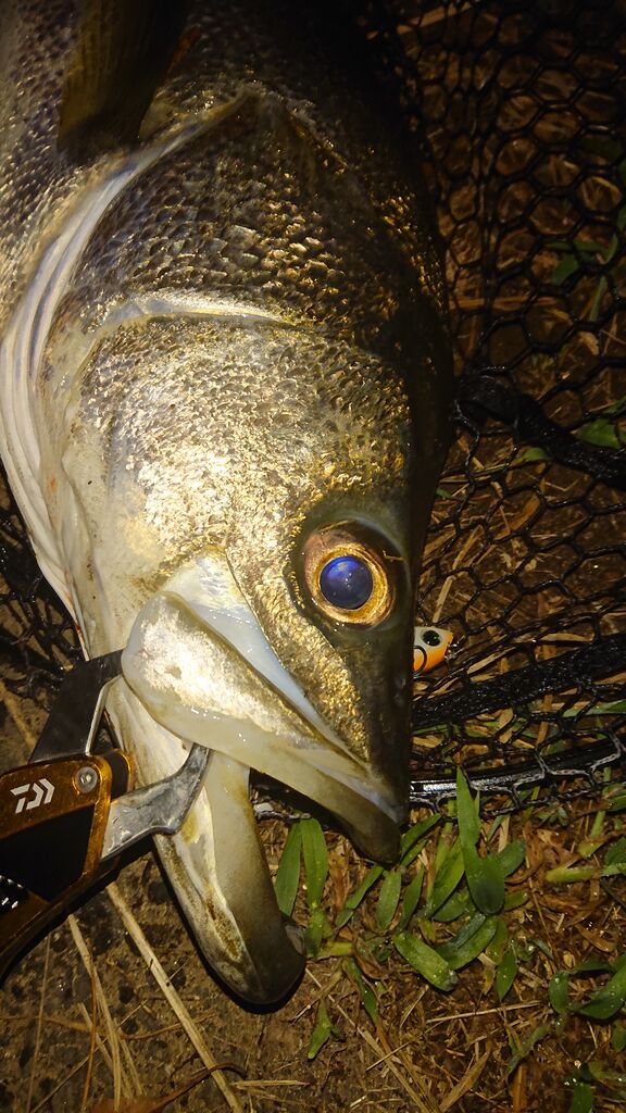 涸沼シーバス ルアー 21年度版 私の定番ルアー 涸沼シーバス魂 のり釣行記 第２章 釣りと日常と私