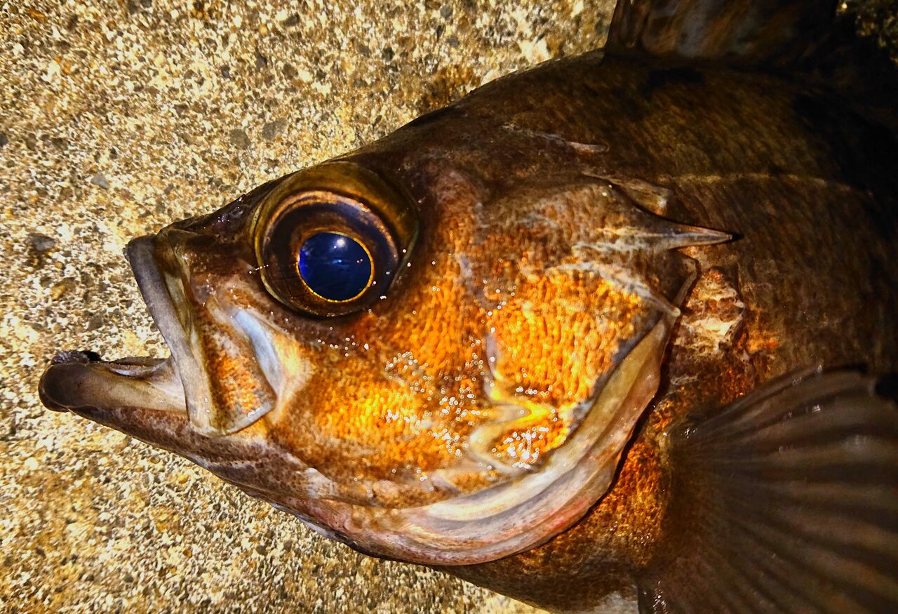 茨城メバル 初釣り 尺メバルを求めて 涸沼シーバス魂 のり釣行記 第２章 釣りと日常と私