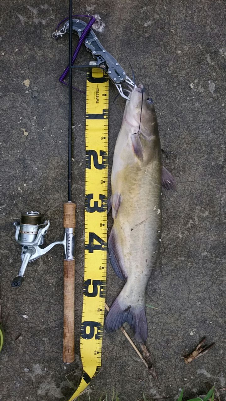 夏休み子供との釣り プラン2 霞ヶ浦 キャットフィッシュ アメリカンナマズ 下見 涸沼シーバス魂 のり釣行記 第2章 釣りと日常と私 夏休み子供との釣り プラン2 霞ヶ浦 キャットフィッシュ アメリカンナマズ 下見 涸沼シーバス魂 のり釣行記 第2章 釣りと日常と私