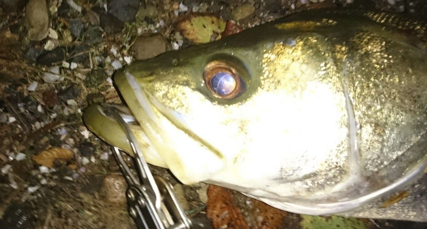 涸沼シーバス ルアー 私の定番 夏編 涸沼シーバス魂 のり釣行記 第2章 釣りと日常と私 涸沼シーバス ルアー 私の定番 夏編 涸沼シーバス魂 のり釣行記 第2章 釣りと日常と私